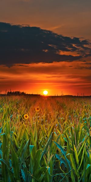 Breathtaking sunset wallpaper featuring a field of flowers and clouds