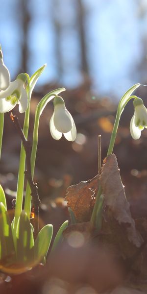 Charming Snowdrop Flowers Wallpaper: A Springtime Delight for Your Space