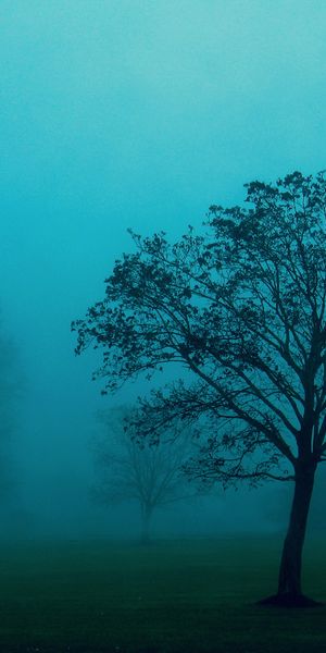 Mystical Tree in Fog: Perfect Mobile Wallpaper