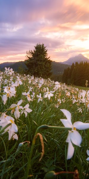 Phone wallpaper: Trees, Mountains, Flowers, Nature, Lawn, Landscape free download