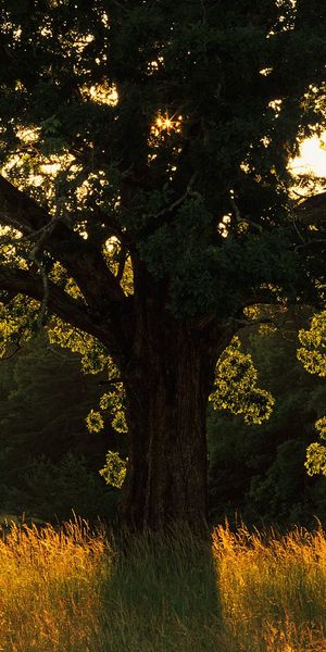 Enchanting mobile wallpaper of a grand tree bathed in golden light