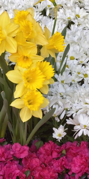 Phone wallpaper: Flowers, Narcissussi, Camomile free download