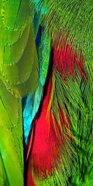 Multicolored Iridescent Feather Phone Wallpaper - HD Quality for Stunning Displays