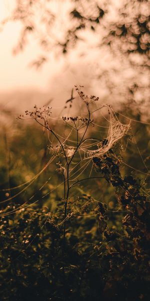 Beautiful Macro Image of Flower with Delicate Web