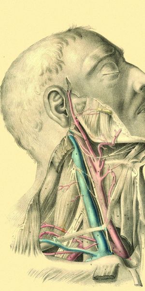 Phone wallpaper: Arteries, Vienna, Artery, Brawn, Anatomy, Veins, Muscle, Art free download