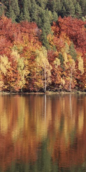 Captivating mobile wallpaper featuring autumn trees and river reflections