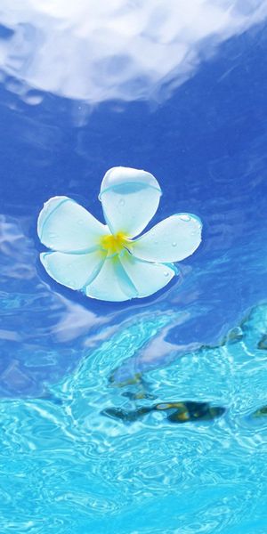 Tropical Flower and Ocean - Beautiful 4K Mobile Wallpaper for Nature Lovers
