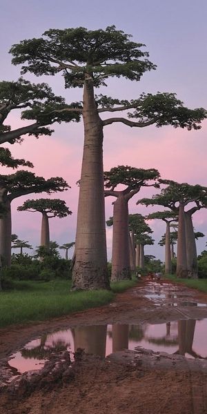 Phone wallpaper: Baobab Tree, Trees, Tree, Earth free download