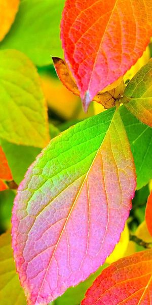 Vibrant Autumn Leaves - Nature's Palette