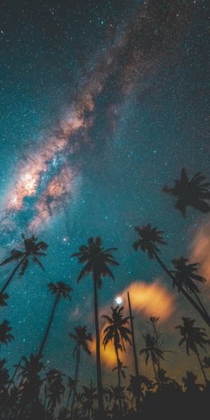 Beautiful Dark Starry Sky Over Palm Trees