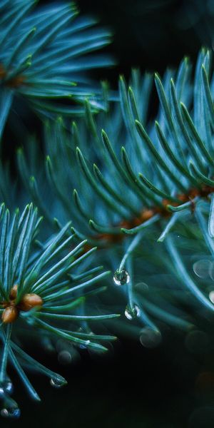 Phone wallpaper: Spruce, Fir, Prickles, Thorns, Branch, Nature, Smooth, Blur free download