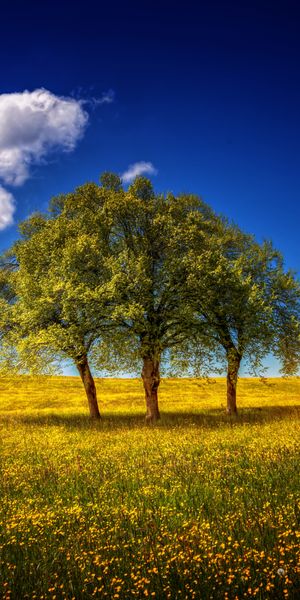 Breathtaking 4K phone wallpaper featuring lush trees and a clear sky