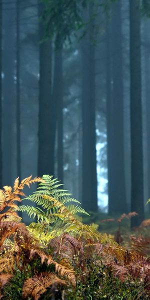 Serene Autumn Forest with Lush Ferns