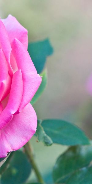 Pink Rose Phone Wallpaper