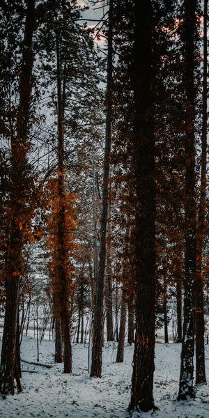 Winter Forest with Snow-Covered Trees