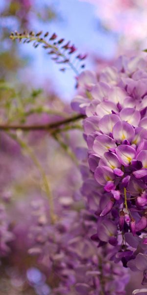 Enchanting Wisteria Flowers in Bloom