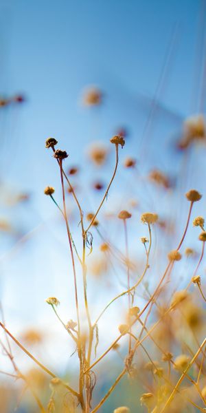 Delicate Floral Mobile Wallpaper: A Serene Blend of Nature and Sky