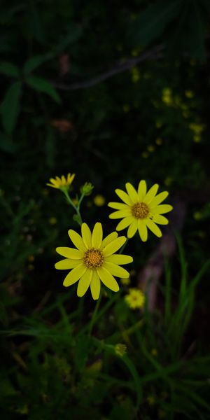 Epic Yellow Flower Wallpaper for Nature Lovers