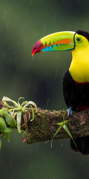 Phone wallpaper: Branch, Animals, Multicolored, Motley, Exotic, Bird, Toucan free download