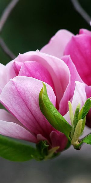 Phone wallpaper: Magnolia, Trees, Flower, Earth free download