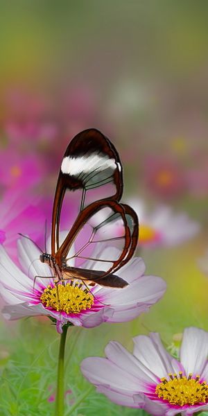 Phone wallpaper: Summer, Flower, Blur, Close Up, Butterfly, Animal, White Flower, Pink Flower free d