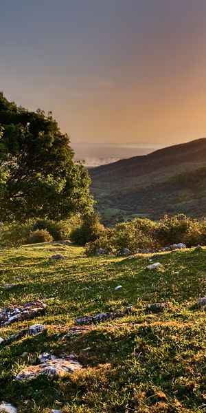 Phone wallpaper: Landscape, Nature, Sunset, Tree, Earth free download