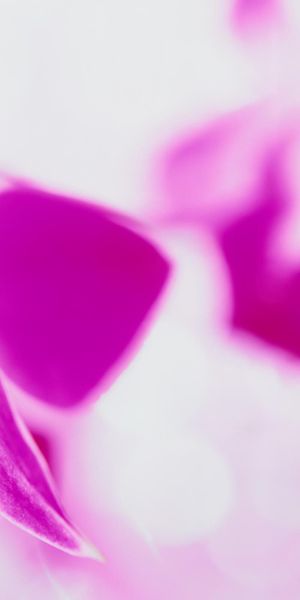 Phone wallpaper: Orchid, Flowers, Flower, Earth free download
