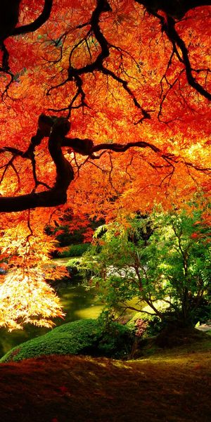 Vibrant Red Autumn Trees in a Serene Garden