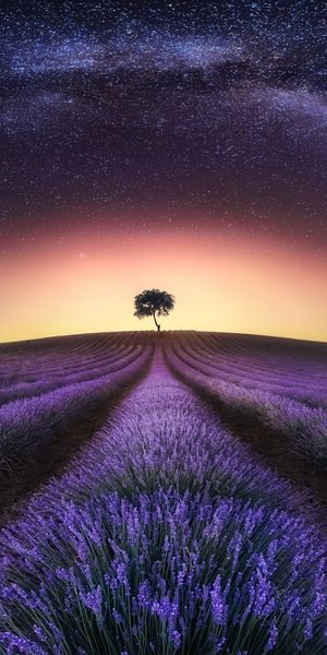 Lavender Field Under the Milky Way: A Nighttime Landscape