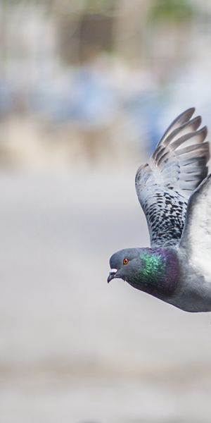 Phone wallpaper: Birds, Bird, Blur, Animal, Flying, Pigeon, Depth Of Field free download