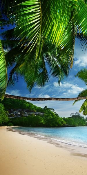 Serene Tropical Beach with Lush Palm Trees