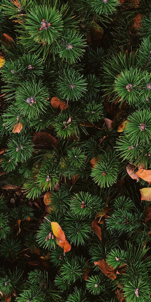 Phone wallpaper: Spruce, Fir, Needle, View From Above, Plant, Nature free download