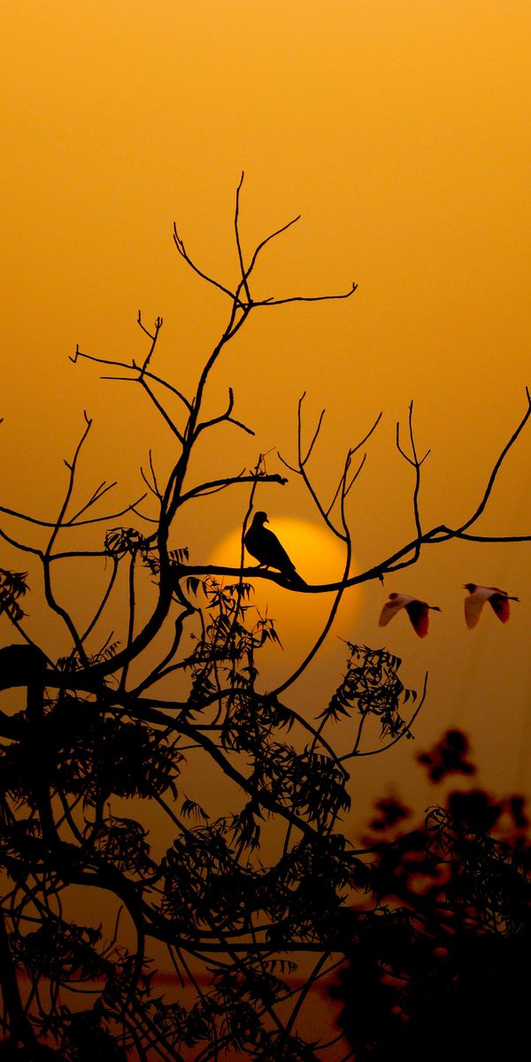 Sunset Silhouette Featuring a Bird and Branches