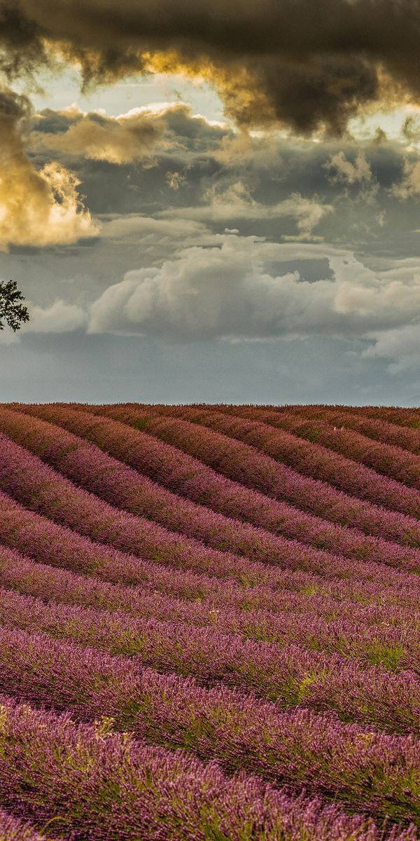 Phone wallpaper: Nature, Flowers, Summer, Earth, Field, Cloud, Lavender free download