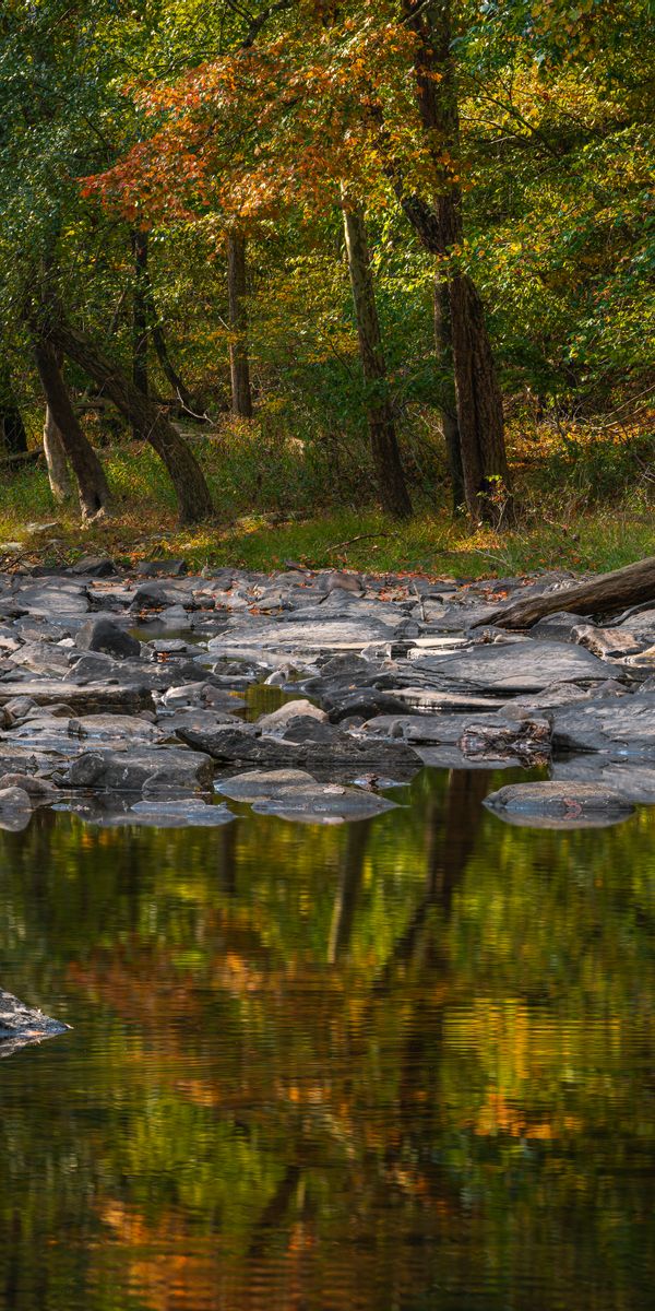 Phone wallpaper: Trees, Shore, Bank, Nature, Stones, Lake, Water free download