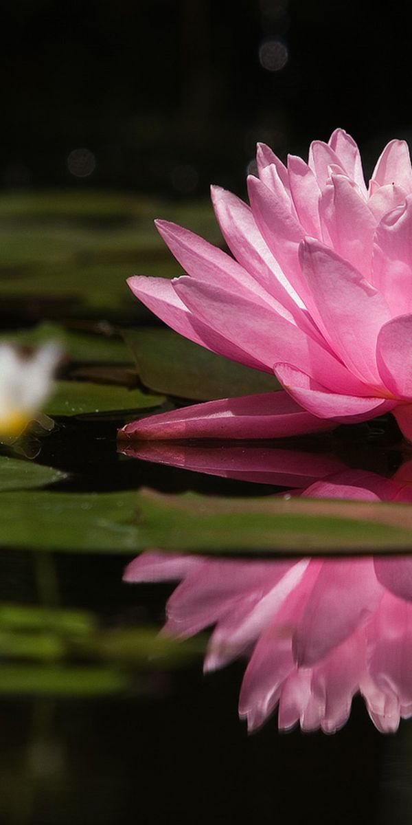 Elegant Pink Water Lily with Reflection on Still Water