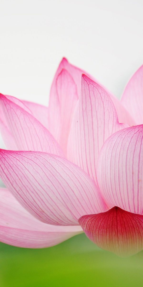 Phone wallpaper: Lotus, Flowers, Flower, Earth free download