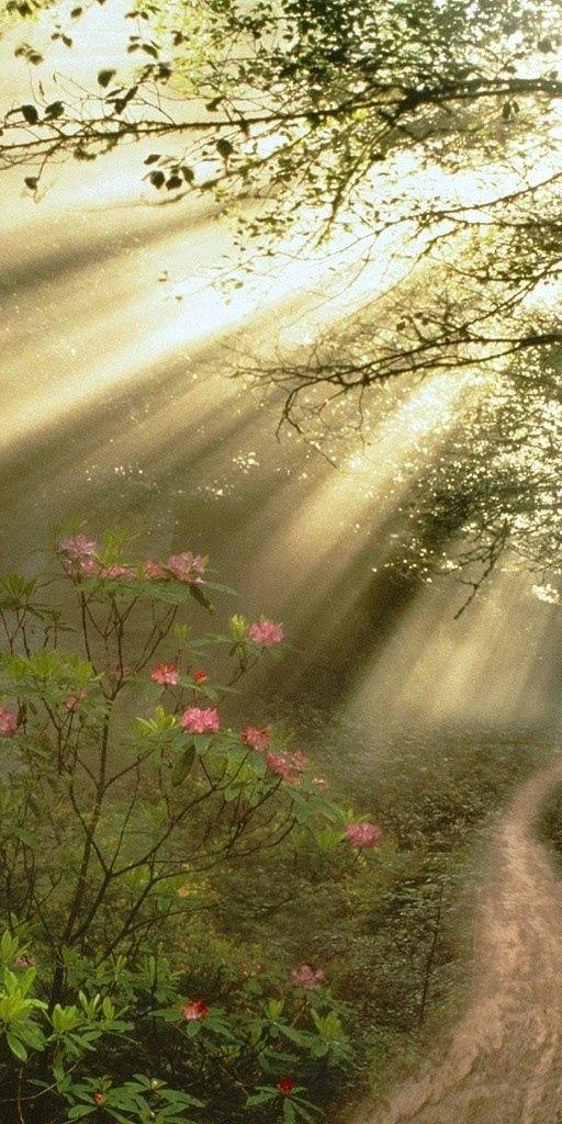 Phone wallpaper: Trees, Sun Rays, Path, Branches, Nature, Forest, Flowers, Sunlight, Branch, Shine,