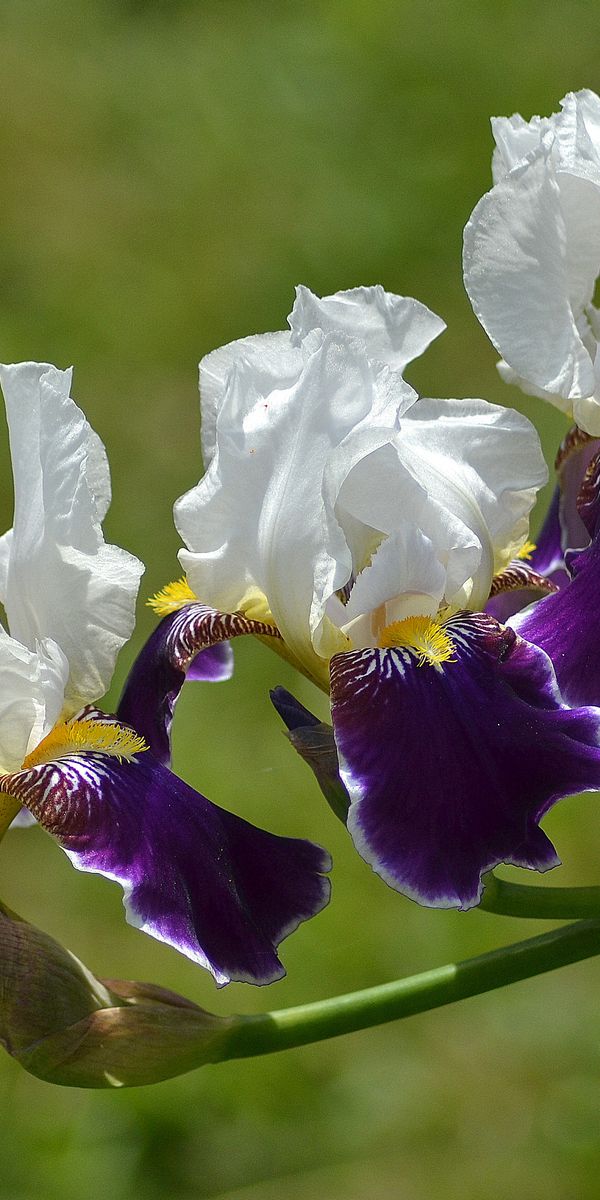 Phone wallpaper: Nature, Flowers, Iris, Flower, Blur, Earth, White Flower, Purple Flower free downlo