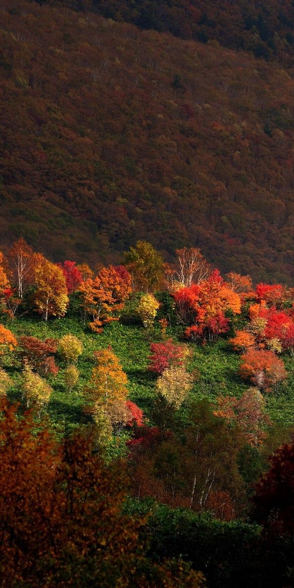 Phone wallpaper: Trees, Mountains, Grass, Autumn, Nature free download
