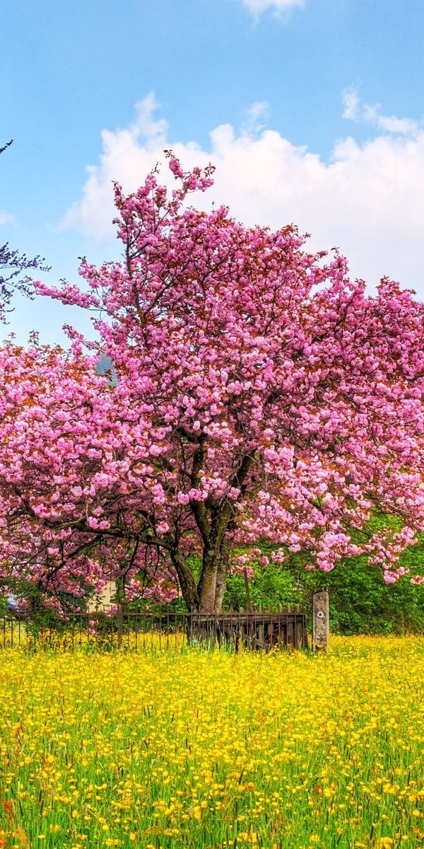 Beautiful Cherry Blossom Trees Surrounded by Vibrant Earth - Free Wallpaper
