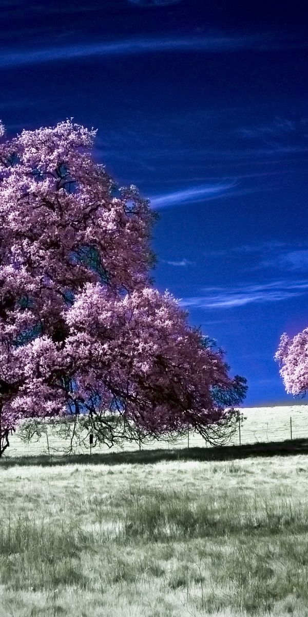 Phone wallpaper: Trees, Field, Tree, Earth free download