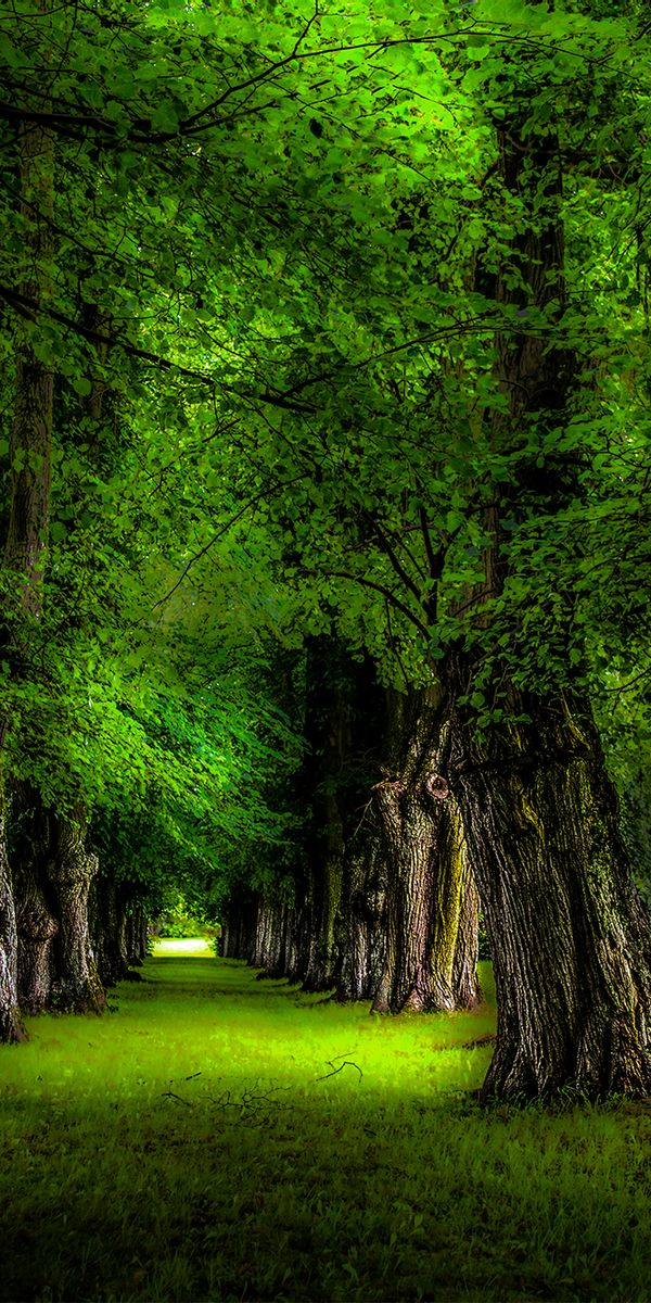 Cool Tree-Lined Path in a Lush Green Park