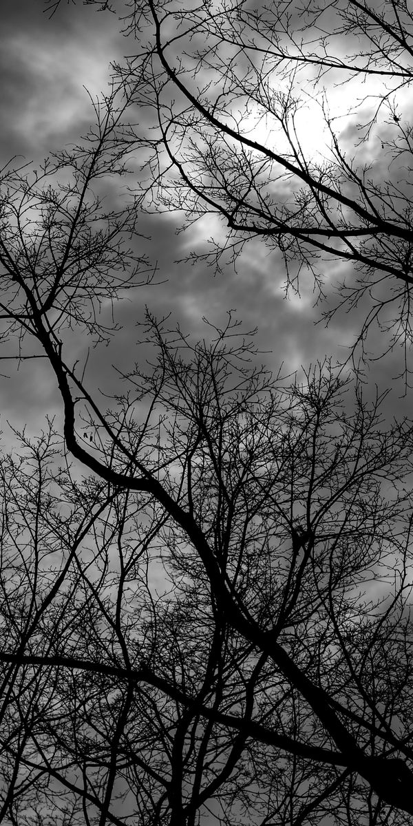 Gloomy Black and White iPhone Wallpaper Featuring Trees and Clouds
