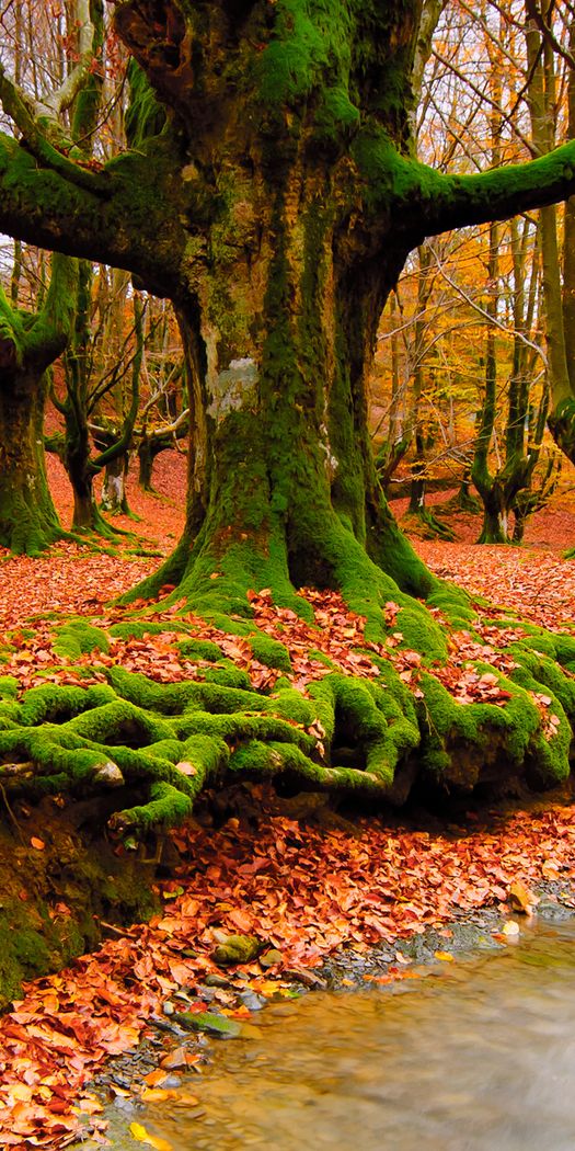Autumn Landscape with River and Vibrant Foliage