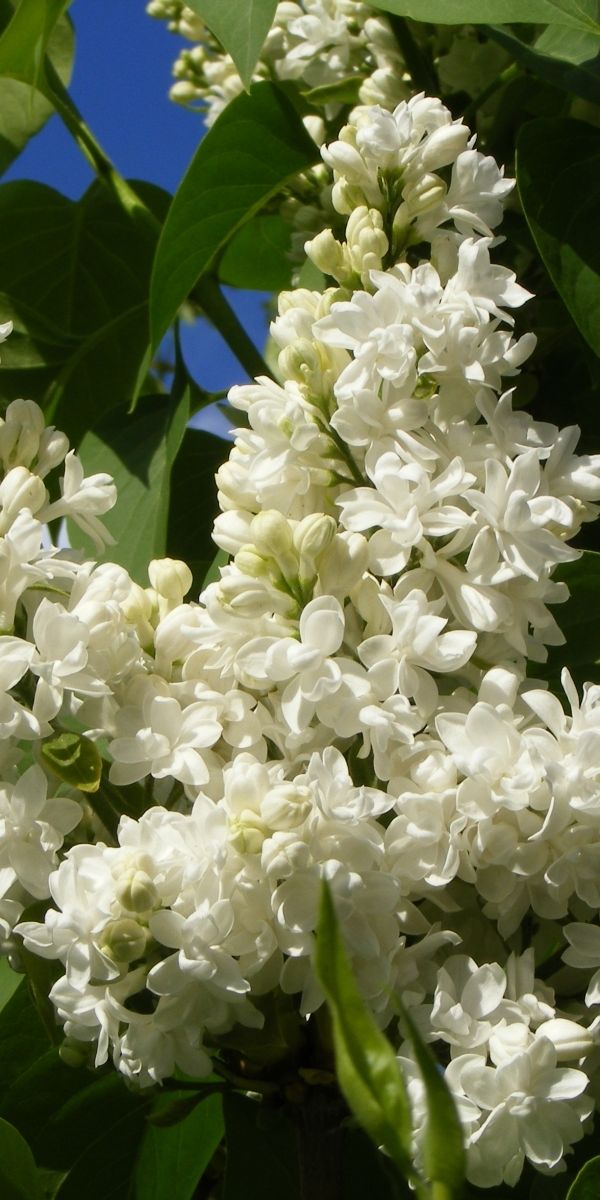 Amazing White Lilac Blooms Perfect for Phone Wallpaper