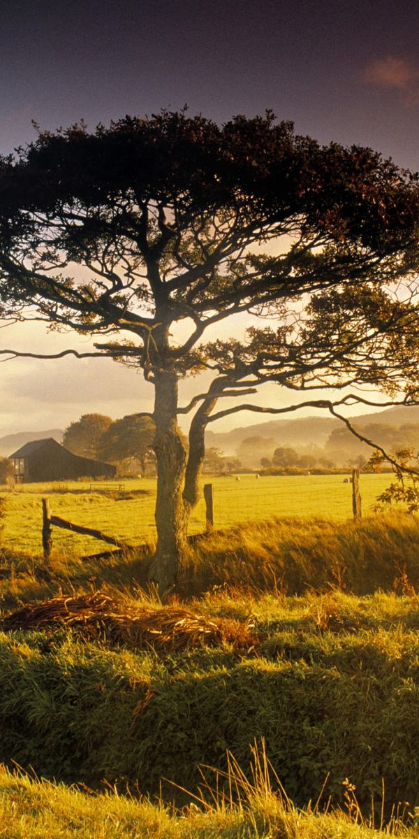 Breathtaking Tree Landscape in New Zealand