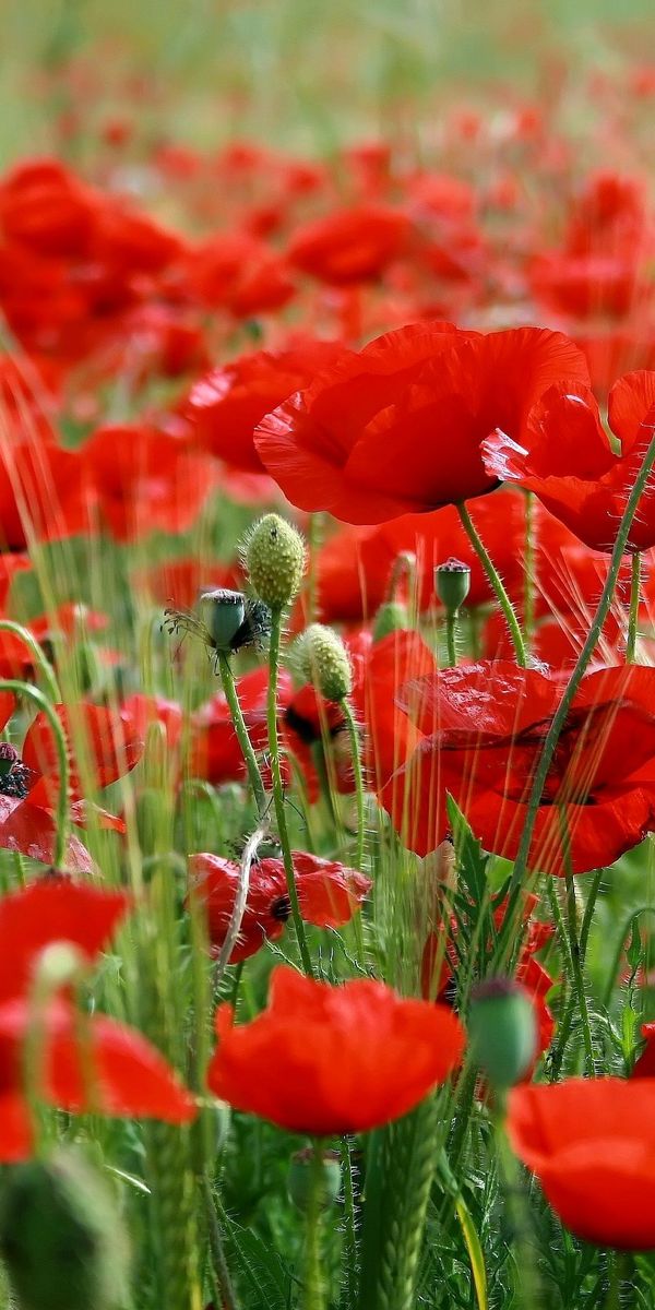 Phone wallpaper: Poppy, Flowers, Flower, Earth free download