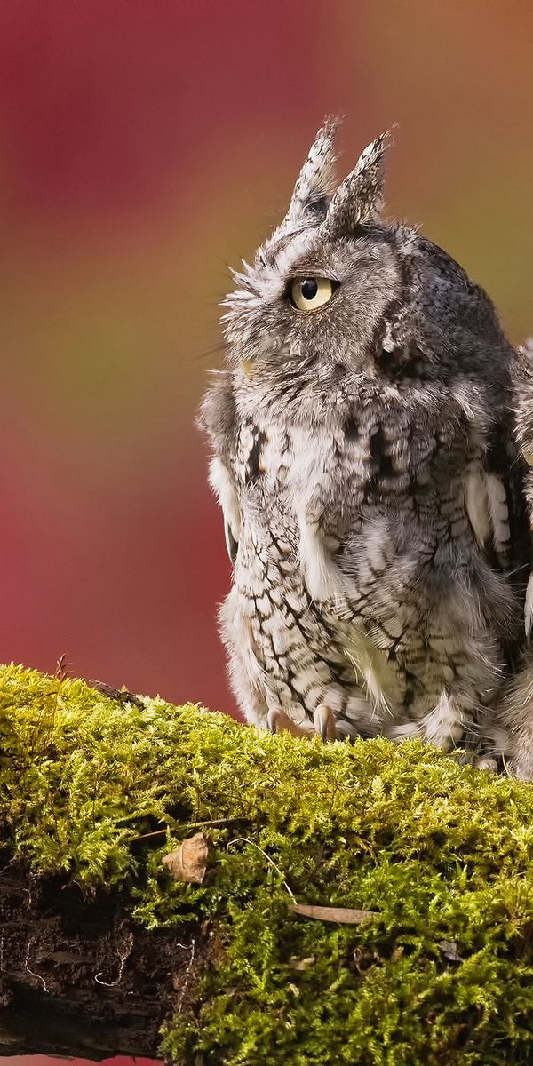 Phone wallpaper: Birds, Owl, Bird, Blur, Animal, Moss free download