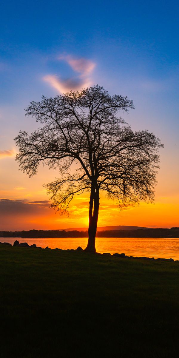 Sunset Over a Serene Lake with Tree Silhouette